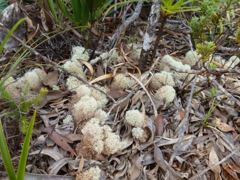 Ce lichen est en fait l'association d'un champignon et d'une algue.
