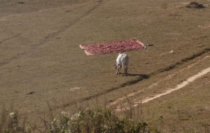 La vache et le piment