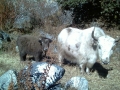 yaks-02